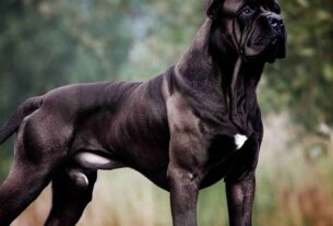 How Long Is The Lifespan Of A Cane Corso